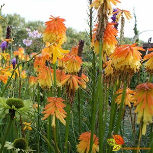 Kniphofia 'Royal Castle' C2