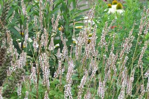 Persicaria amplexicaulis 'JS Misty Morning' P9 - afbeelding 3
