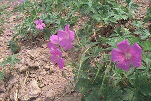 Geranium himalayense P9