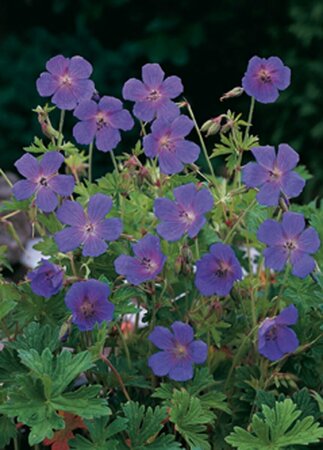 Geranium himalayense P9 - afbeelding 3