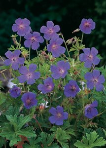 Geranium himalayense P9 - afbeelding 3