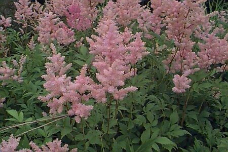 Astilbe (A) 'Anita Pfeifer' P9 - afbeelding 1