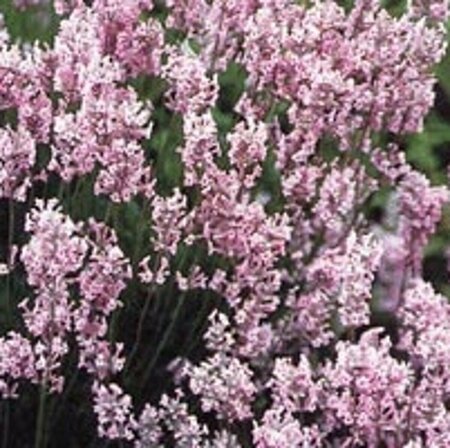 Lavandula angustifolia 'Rosea' P13 BIO - afbeelding 4