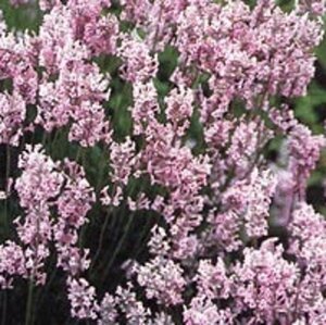 Lavandula angustifolia 'Rosea' P13 BIO - afbeelding 4