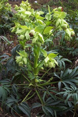 Helleborus foetidus C2 - afbeelding 1