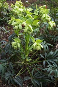 Helleborus foetidus C2 - afbeelding 1
