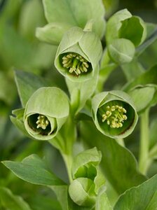 Helleborus foetidus C2 - afbeelding 3