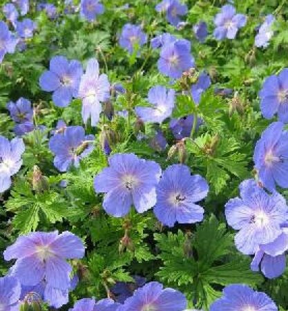 Geranium himalayense 'Baby Blue' P9 - afbeelding 1
