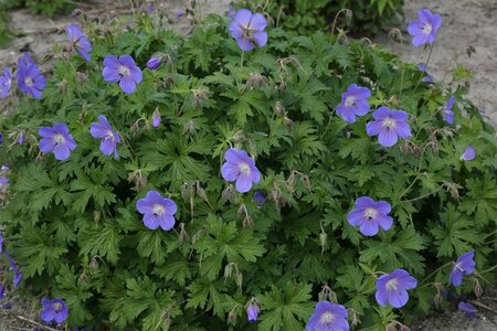 Geranium himalayense 'Baby Blue' P9 - afbeelding 2
