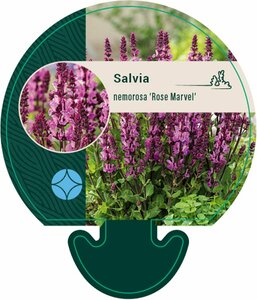 Salvia nem. 'Rose Marvel' C2