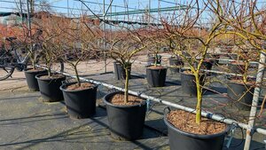 Acer palmatum 'Garnet' ST. 150 C. 
