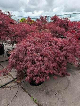 Acer palmatum 'Garnet' ST. 150 C.  - afbeelding 4