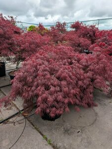 Acer palmatum 'Garnet' ST. 150 C.  - afbeelding 4