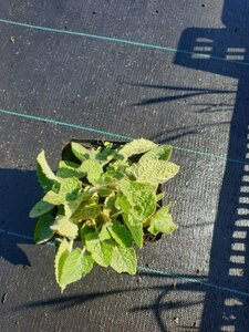 Cephalaria gigantea P11 - afbeelding 2