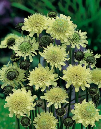 Cephalaria gigantea P11 - afbeelding 2
