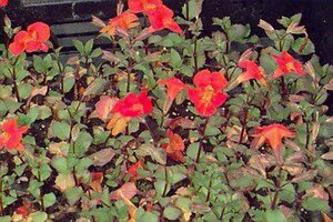 Mimulus 'Orange Glow' P9