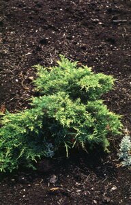 Juniperus media 'Old Gold' 25/30 C.