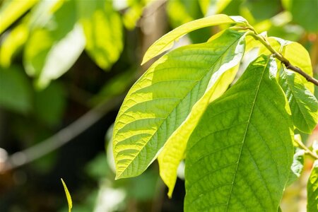 Asimina triloba 8-10 C.  - afbeelding 1