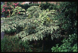 Aralia elata 60/80 C.