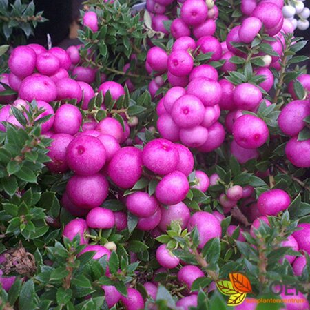 Gaultheria mucronata 20/25 C. - afbeelding 1