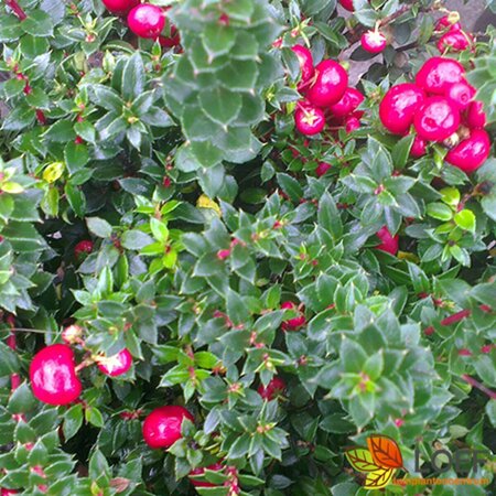 Gaultheria mucronata 20/25 C. - afbeelding 2