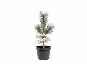 Pinus flex. 'Vanderwolf's Pyramid' 50/60 C. 