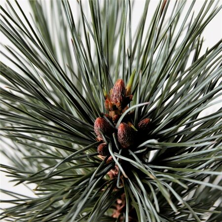 Pinus flex. 'Vanderwolf's Pyramid' 50/60 C.  - afbeelding 3