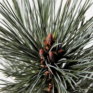 Pinus flex. 'Vanderwolf's Pyramid' 50/60 C.  - afbeelding 3