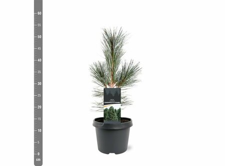 Pinus flex. 'Vanderwolf's Pyramid' 50/60 C.  - afbeelding 5