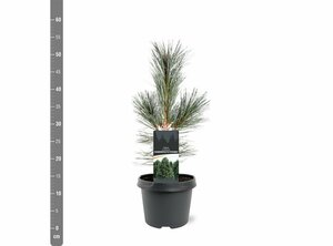 Pinus flex. 'Vanderwolf's Pyramid' 50/60 C.  - afbeelding 5