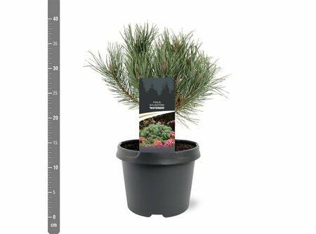 Pinus sylvestris 'Watereri' ST. 60 C. Bol - afbeelding 5