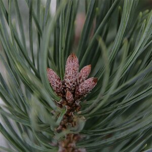 Pinus sylvestris 'Watereri' ST. 60 C. Bol - afbeelding 6