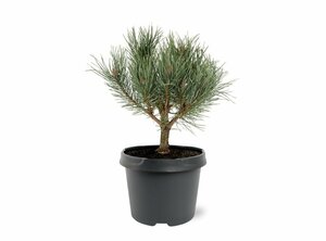 Pinus sylvestris 'Watereri' ST. 60 C. Bol - afbeelding 7