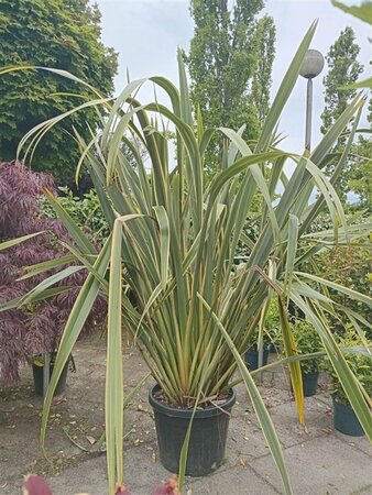 Phormium tenax 'Variegatum' 80/100 C. - afbeelding 5