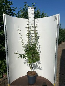 Acer palmatum 'Osakazuki' 225/250 C. Solitair - afbeelding 6