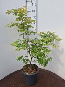 Acer palmatum 'Osakazuki' 225/250 C. Solitair - afbeelding 4