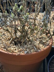 BIO Miscanthus snippers 70 Liter 