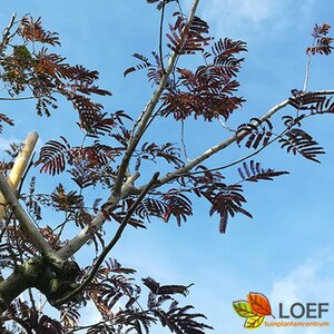 Albizia julibrissin 'Summer Chocolate' 150/175 C.