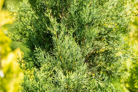 Cupressus semp. 'Pyramidalis' 125/150 C. - afbeelding 1