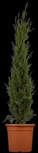 Cupressus semp. 'Pyramidalis' 125/150 C. - afbeelding 2