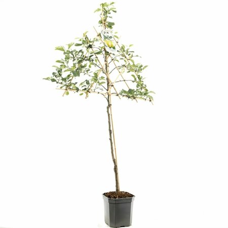 Malus domestica 'Golden Delicious' ST. 120 C. Lei - afbeelding 3