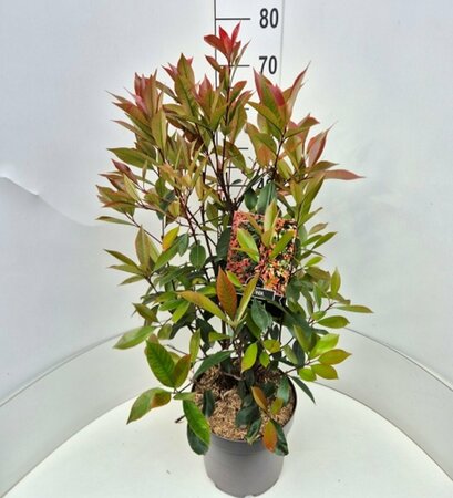 Photinia fraseri 'Red Robin' 150/175 C. Meerstammig - afbeelding 2