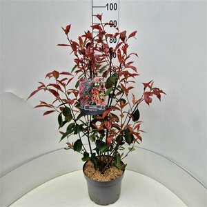 Photinia fraseri 'Red Robin' 150/175 C. Meerstammig - afbeelding 7