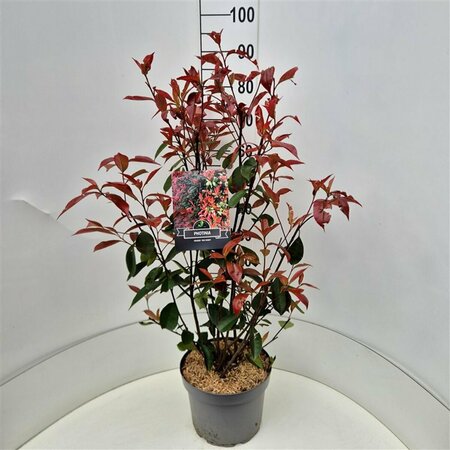 Photinia fraseri 'Red Robin' ST. 120 C. Bol - afbeelding 7