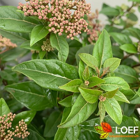 Viburnum tinus 'Spirit' ST. 100 C.  - afbeelding 2