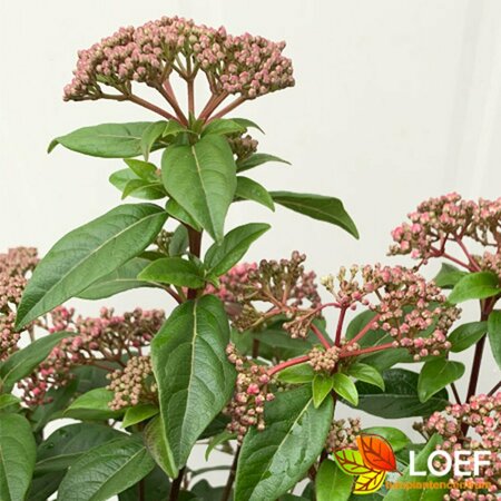 Viburnum tinus 'Spirit' ST. 100 C.  - afbeelding 3
