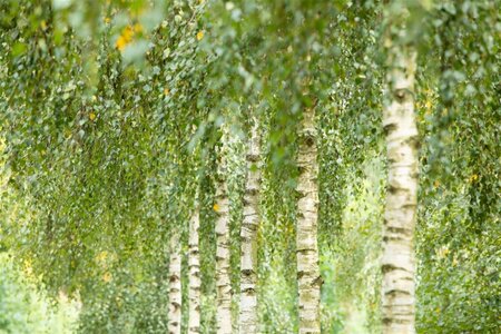 Betula utilis 'Doorenbos' 200/225 C. - afbeelding 1