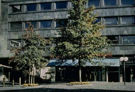 Quercus palustris 6-8 C.