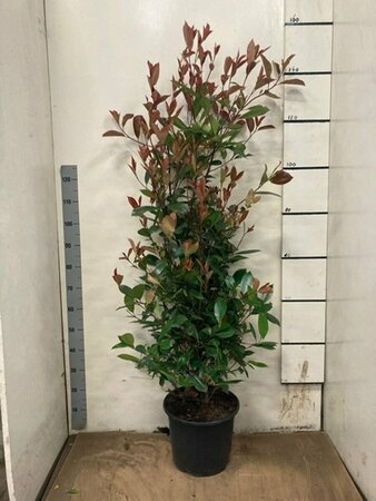Photinia fraseri 'Red Robin' ST. 150 C. Spiraalstam - afbeelding 12