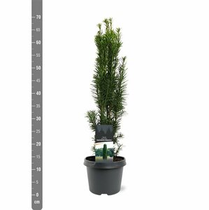 Taxus baccata 'Fastigiata Robusta' 175/200 KL. - afbeelding 4